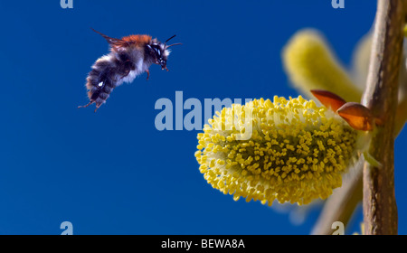 Salix caprea, close-up Banque D'Images