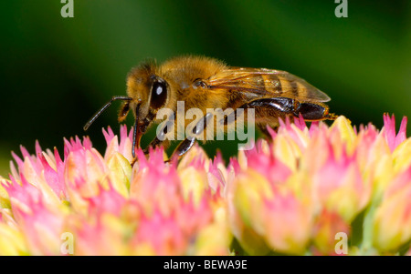 L'abeille africaine (Apis mellifera scutellata), close-up Banque D'Images