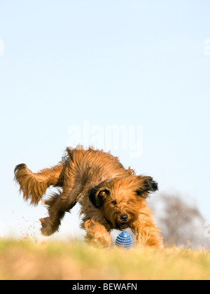 Berger de Briard tournant, full shot Banque D'Images