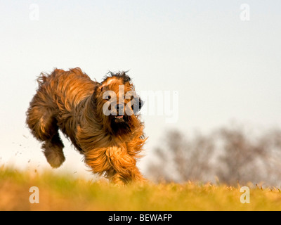 Berger de Briard tournant, full shot Banque D'Images