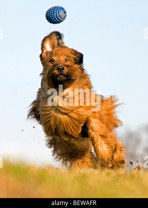 Berger de Briard tournant, full shot Banque D'Images