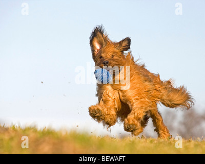 Berger de Briard tournant, full shot Banque D'Images