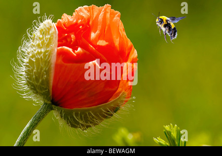 Buff-tailed bourdon (Bombus terrestris) battant au pavot, close-up Banque D'Images