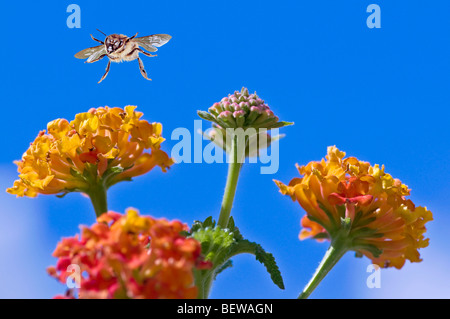 Abeille à miel (Apis mellifera), volant à un heliantheum, close-up Banque D'Images