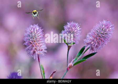 Carde commun bee (Bombus pascuorum) volant à trèfle incarnat, close-up Banque D'Images