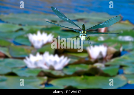 Hawker Aeshna cyanea (sud) volant au-dessus des nénuphars, close-up Banque D'Images