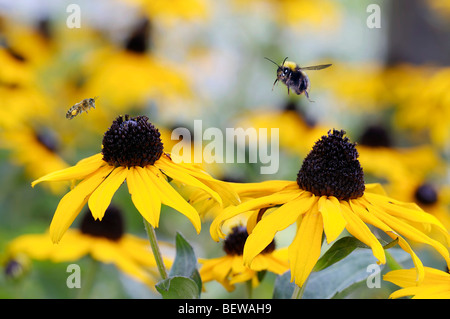 Abeille à miel (Apis mellifera) volant de black-eyed susan, close-up Banque D'Images