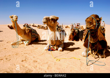 Le repos des chameaux dans le désert de la Tunisie à proximité de la ville oasis de Douz Banque D'Images