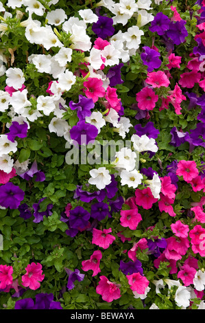 Gros plan de fleurs blanches et pourpres roses pétunia plantes à fleurs petunias Banque D'Images