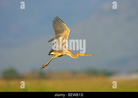 Héron pourpré (Ardea purpurea) à la mi-air, side view Banque D'Images