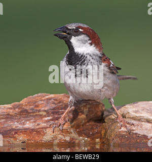 Moineau domestique (Passer domesticus) assis à d'eau, close-up Banque D'Images