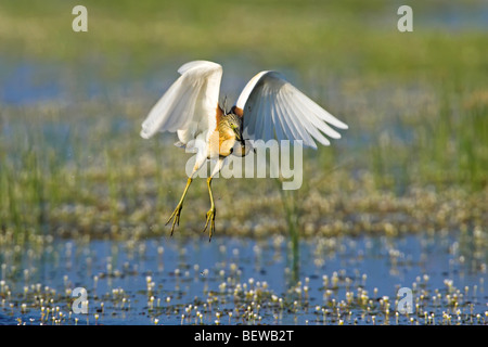 Crabier chevelu (Ardeola ralloides) survolant un paysage marécageux, front view Banque D'Images