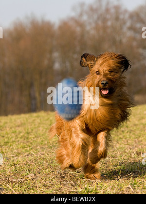 Berger de Briard tournant, full shot Banque D'Images