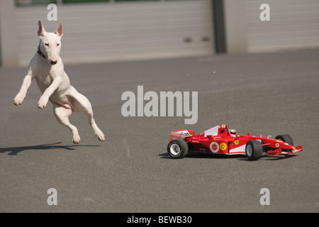 Bull Terrier jouant avec un formular 1 voiture, full shot Banque D'Images