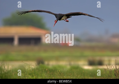 La cigogne noire (Ciconia nigra) en vol, vol à vue avant Banque D'Images