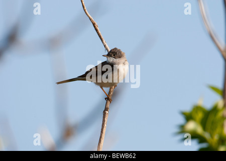 Fauvette grisette Sylvia curruca, moindre, close-up Banque D'Images