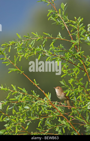 Nightingale (Luscinia megarhynchos) sitting in tree Banque D'Images