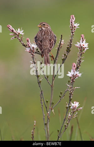 Bruant Proyer (Emberiza calandra) assis sur un arbuste, vue arrière Banque D'Images