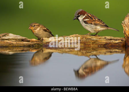 Paire de moineaux domestiques (Passer domesticus) à l'abreuvoir, side view Banque D'Images