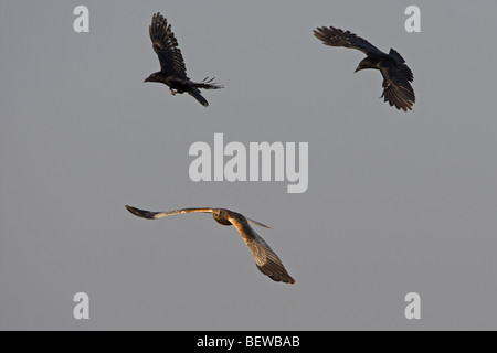 Deux corneilles (Corvus corone Carrion) attaquer Western busard des roseaux (Circus aeruginosus) dans l'air Banque D'Images