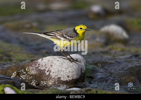 Bergeronnette Citrine (Motacilla citreola) assis sur la pierre en creek, side view Banque D'Images