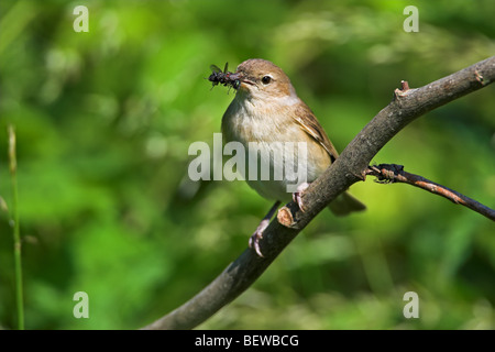 Fauvette des jardins (Sylvia borin) assis sur branche avec proie, close-up Banque D'Images