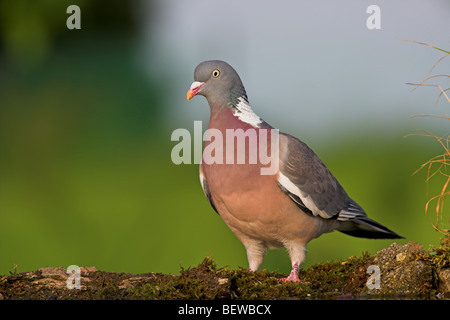 Pigeon ramier (Columba palumbus) debout sur un lit de mousse, low angle view Banque D'Images