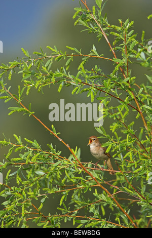 (Luscinia megarhynchos Nightingale chant) assis dans l'arbre Banque D'Images