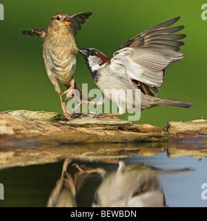 Deux Moineaux domestiques (Passer domesticus) jouant au bord d'une flaque d'eau, close-up Banque D'Images