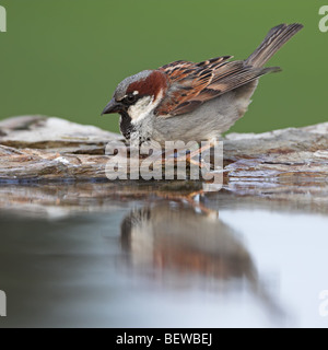 Moineau domestique (Passer domesticus) assis au bord de l'eau, vue de côté Banque D'Images