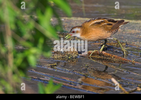 Little Crake (Porzana parva) marais sur la recherche de nourriture, side view Banque D'Images