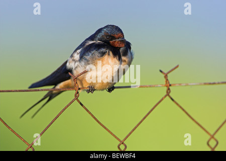 L'hirondelle rustique (Hirundo rustica) assis sur chaîne lien grillage, close-up Banque D'Images