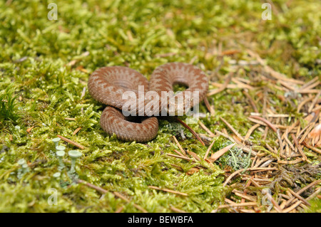 Viper jeune recroquevillée sur mousse, Allemagne Banque D'Images