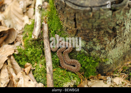 Les jeunes sand viper recroquevillée sur mousse, Allemagne Banque D'Images