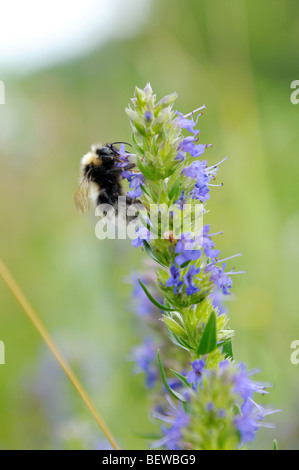 Bumblebee, Bombus, descendez sur Fleur de Lavande Banque D'Images