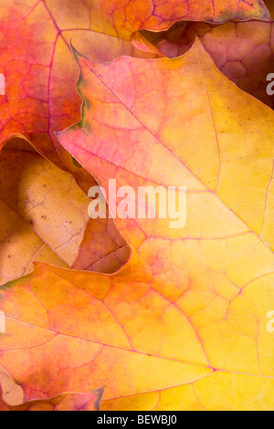 Les feuilles d'automne sycomore Acer pseudoplatarus (Aceraceae) Banque D'Images