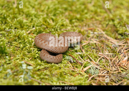 Viper jeune recroquevillée sur mousse, Allemagne Banque D'Images