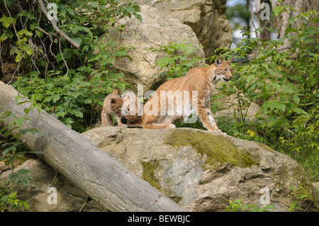 Bobcat et chatons Banque D'Images