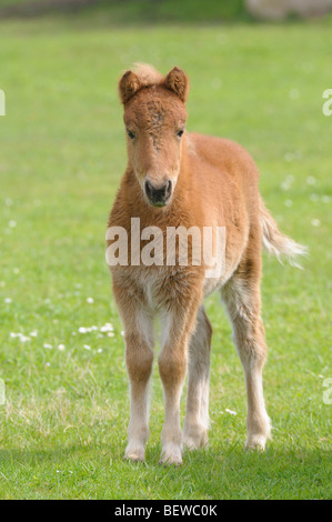 Poney Shetland, portrait Banque D'Images