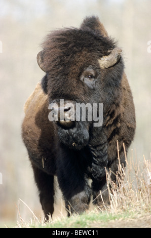 Le bison des bois (Bison bison athabascae), Alberta, Canada, vue avant Banque D'Images