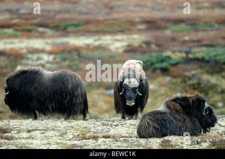 Boeuf musqué (Ovibos moschatus trois), Dovrefjell Sunndalsfjella Parc National, Norvège Banque D'Images