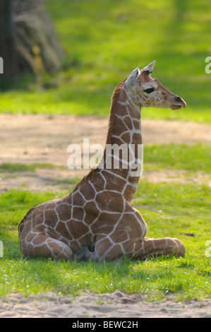 Les jeunes (Giraffa camelopardalis giraffa) assis sur un pré, full shot Banque D'Images