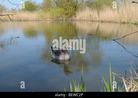 Gray goose (Anser anser), Muhr au lac Banque D'Images