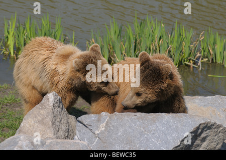 Deux ours bruns (Ursus Actos) de jouer les uns avec les autres, full shot Banque D'Images