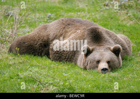 Ours brun (Ursus arctos) allongé dans l'herbe Banque D'Images