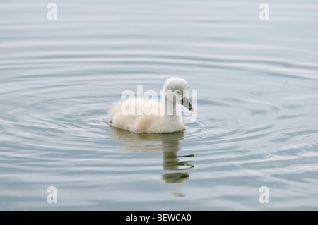 Cygnet (Cygnus olor) natation, Bavière, Allemagne Banque D'Images