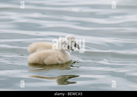 Cygnets (Cygnus olor) natation, Bavière, Allemagne Banque D'Images