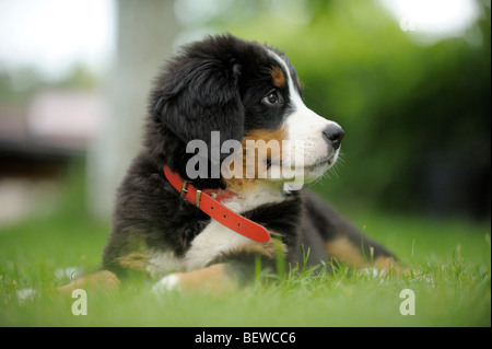 Chiot couché sur un pré, close-up Banque D'Images