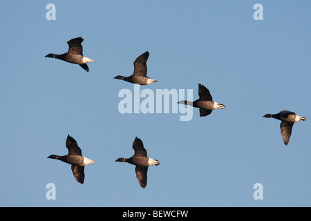 Troupeau d'oies, bernaches cravants (Branta bernicla), full shot Banque D'Images