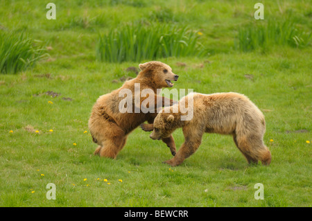 Deux ours bruns (Ursus arctos) jouant sur un pré, sideviews Banque D'Images